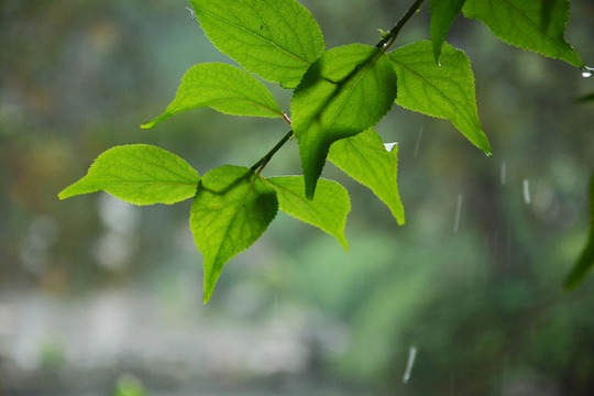 雨中的枝叶