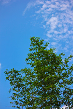 蓝天白云下的竹子