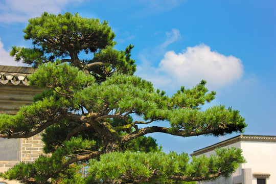 景观松树