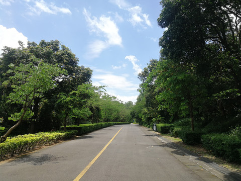 山上路边的花木