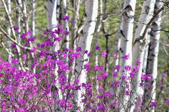 杜鹃花