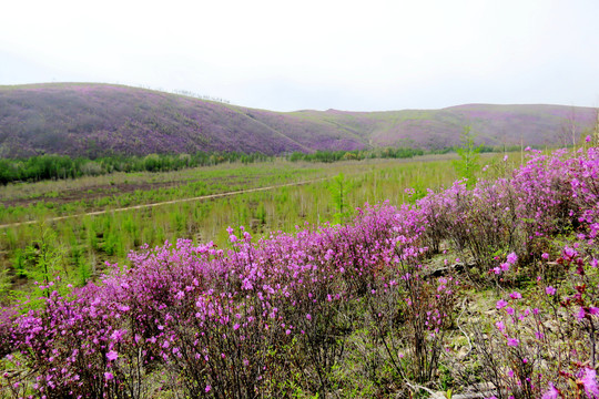 杜鹃山谷