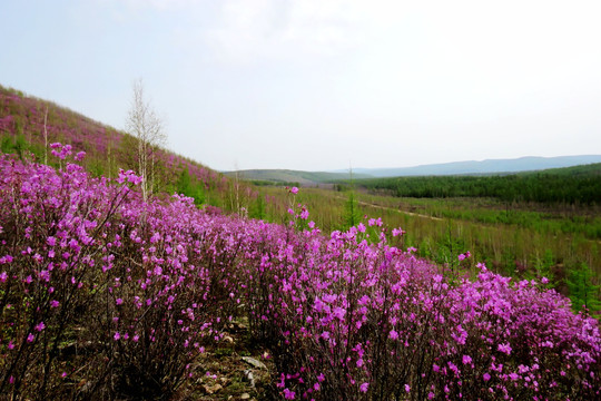 杜鹃山谷