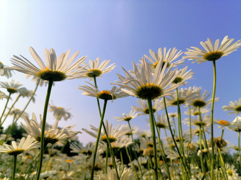 仰拍菊花