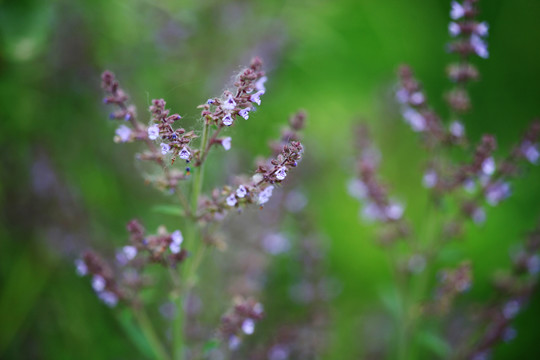 荔枝草