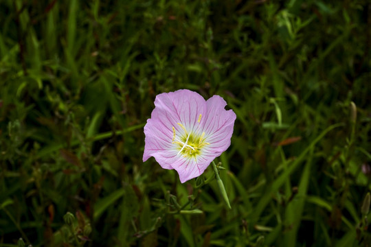 喇叭花牵牛花