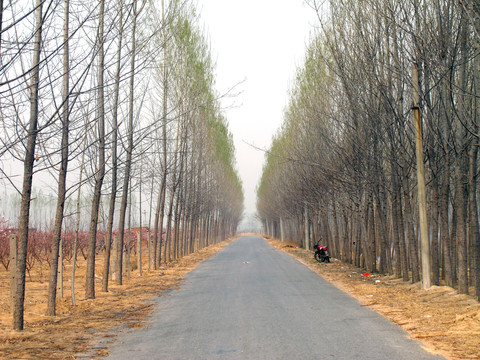 林间小路