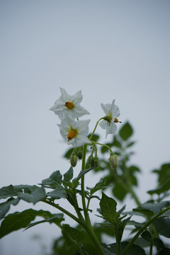 土豆花