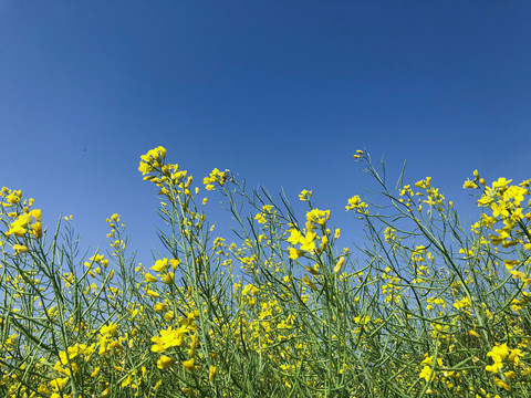 油菜花