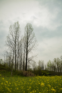 田野油菜花
