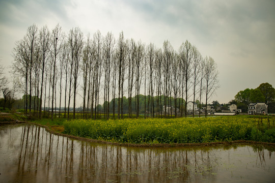 田野油菜花