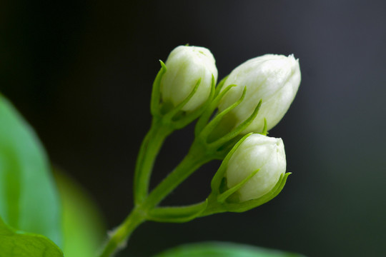 茉莉花