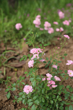 白蔷薇花