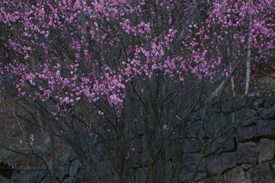 石墙外的一株老梅花树