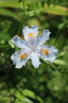 蝴蝶花特写