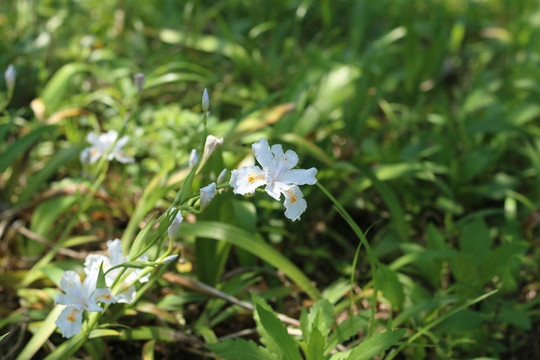 明媚春光里的蝴蝶花