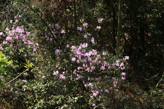 山里的野生杜鹃花