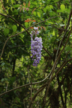 一串盛开的紫藤花