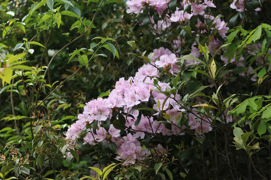 山里的野生杜鹃花