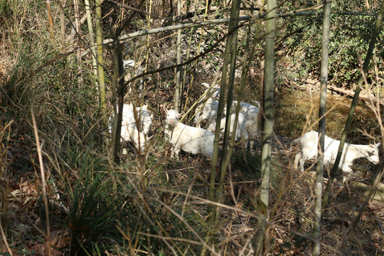 竹林里的羊群