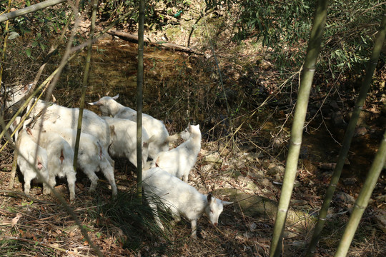 溪水边的羊群
