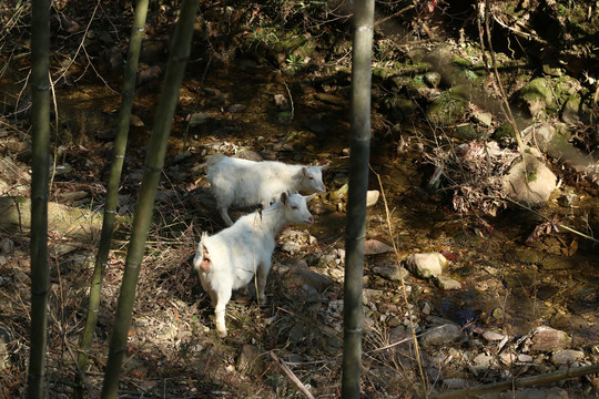 溪水边喝水的羊羔