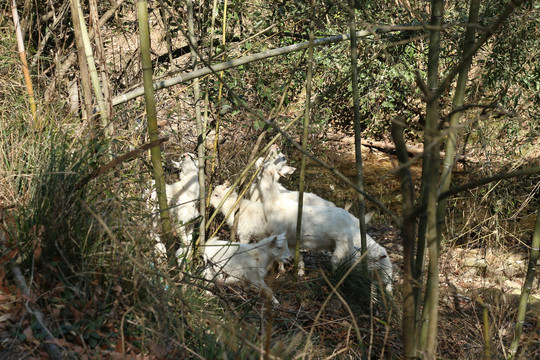溪水边的羊群