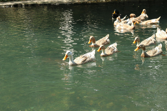 河里的农家散养鸭子