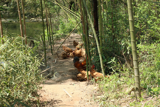 溪水边竹林里休憩的农家土鸡