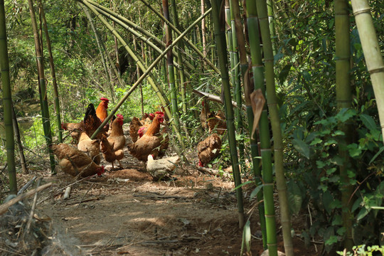 竹林里的散养鸡