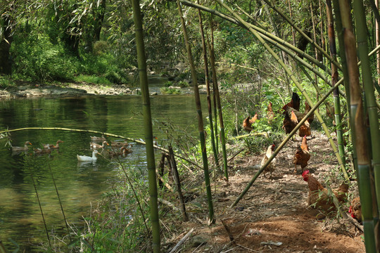 溪水里的鸭和岸边竹林里的鸡
