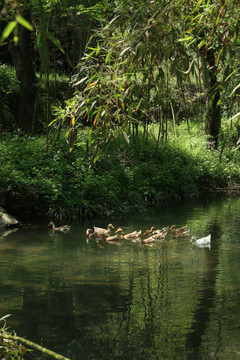 清澈溪水里的鸭子