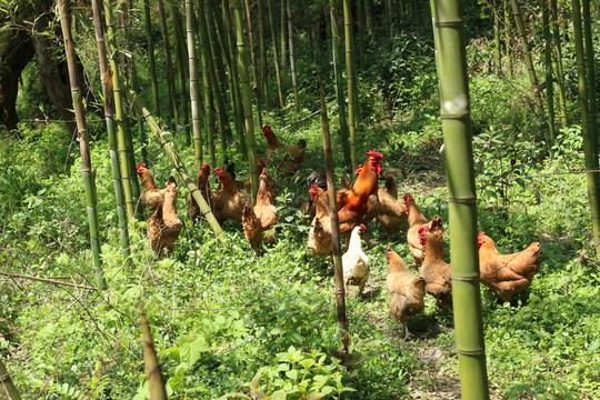 竹林里的散养鸡