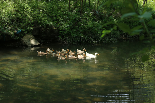 清澈溪水里的鸭子