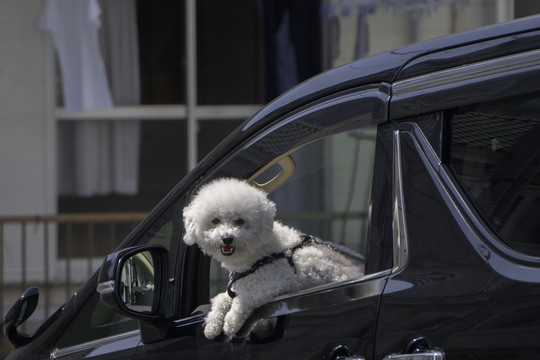 从车窗探头张望的泰迪犬