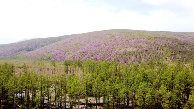 杜鹃山谷