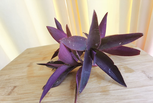 紫叶鸭跖草