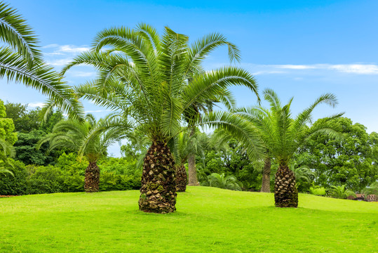 夏天公园里的草地与大树