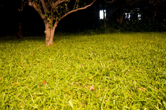 绿树草地夜色