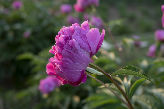 芍药花图片素材