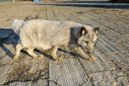 野生狐狸