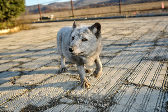 野生狐狸