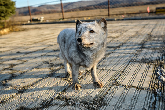 野生狐狸