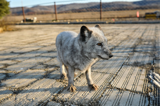 野生狐狸