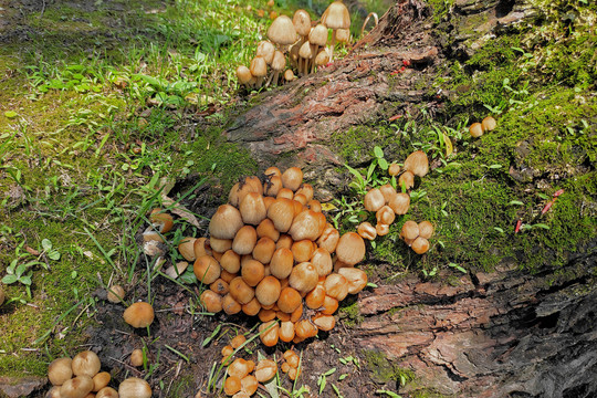 树根上长出的野蘑菇