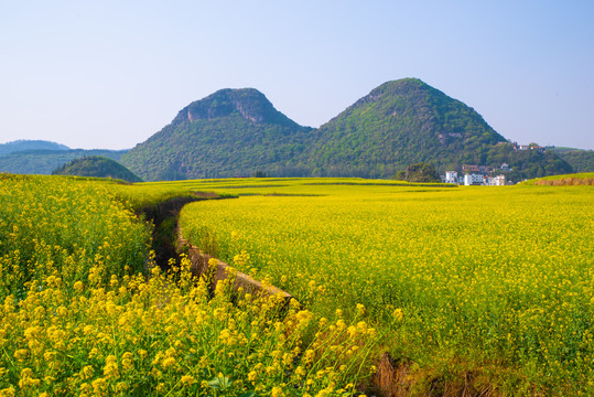 春天田野