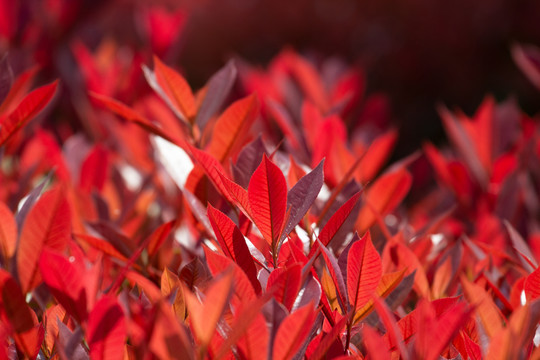 红叶石楠火红的树叶