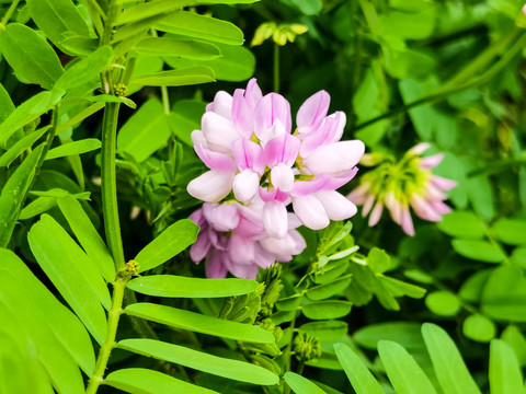 野生绣球小冠花