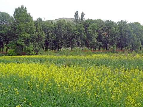 油菜花