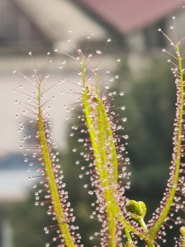 植物